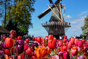 L’Olanda dei tulipani, Amsterdam e la Valle del Reno