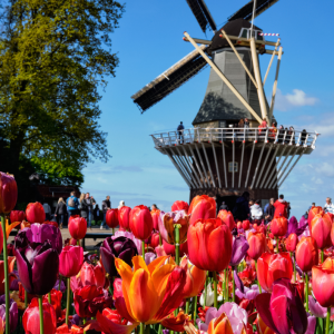 L’Olanda dei tulipani, Amsterdam e la Valle del Reno