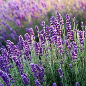 La lavanda di Sale San Giovanni e il borgo di Saliceto