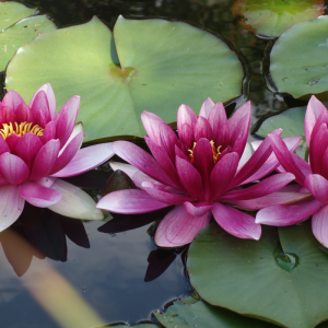 La fioritura dei fiori di loto a Mantova