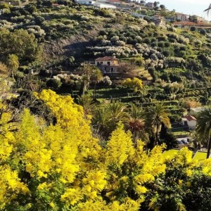 Trekking tra ginestre e mimose a Bordighera