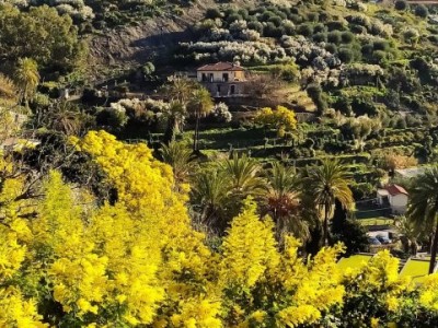 Trekking tra ginestre e mimose a Bordighera